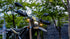 Surron Ultra Bee HP Electric Dirt Bike (ADR Approved)